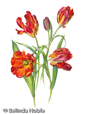Tulipa Rocoto.